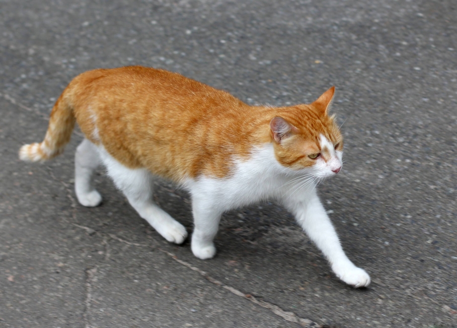 Кошка ходит