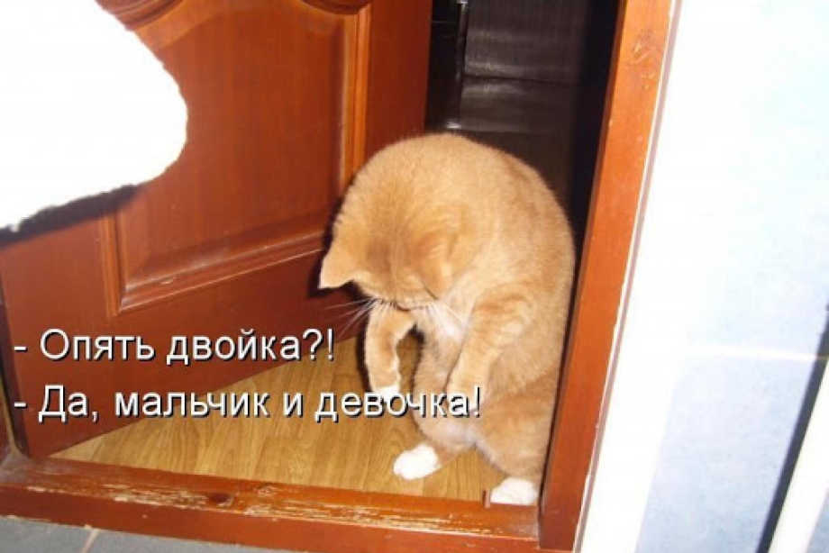 Кот ученый