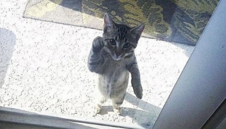 Кошка на дороге