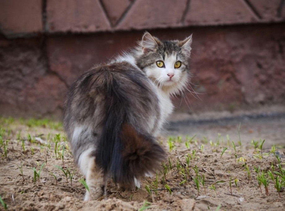 Кошка оглянулась