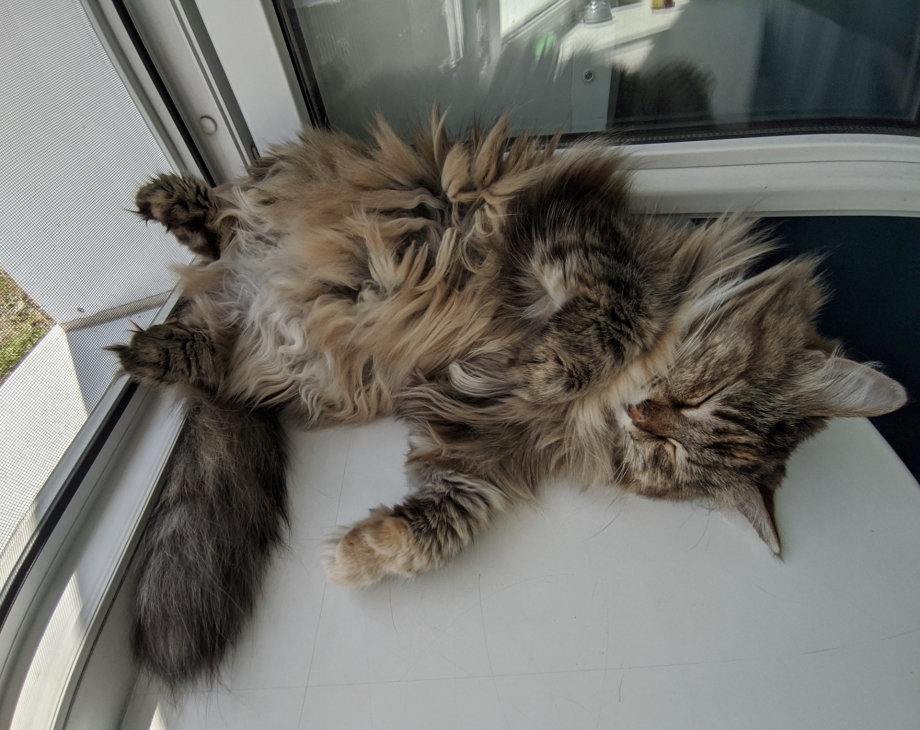 Кот том возвращается домой