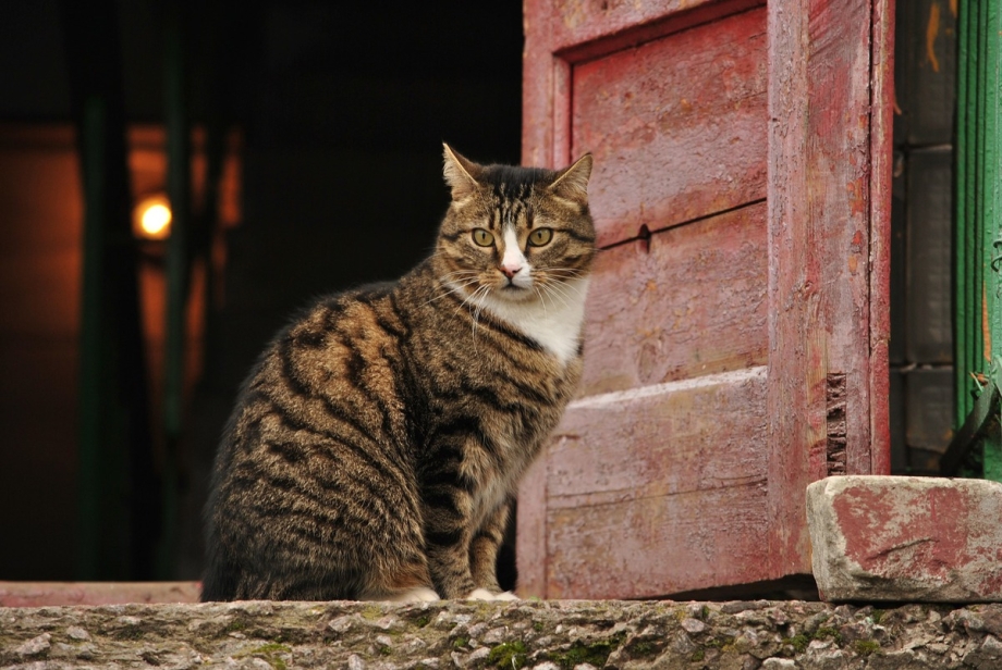Поп кот