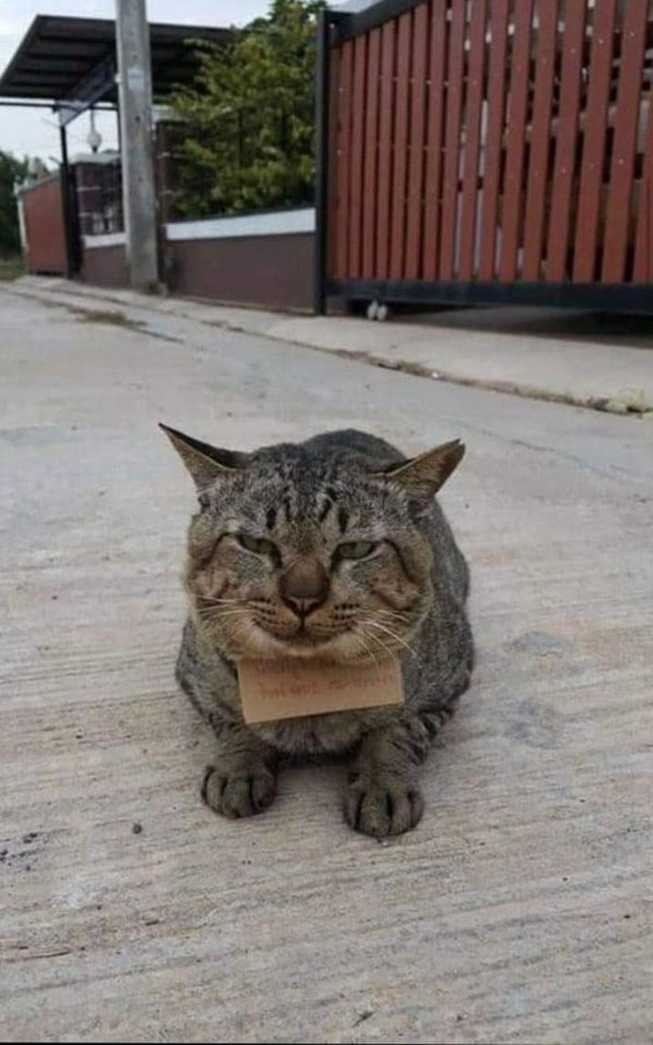 Кот вернулся