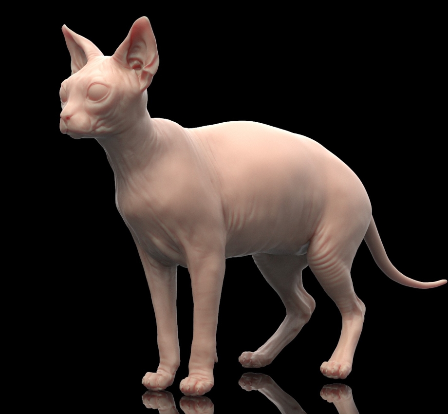 Sphynx Cat Cat 3 d модель