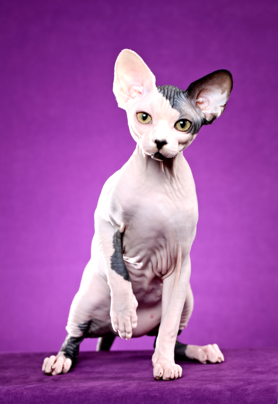 Сфинкс кошка