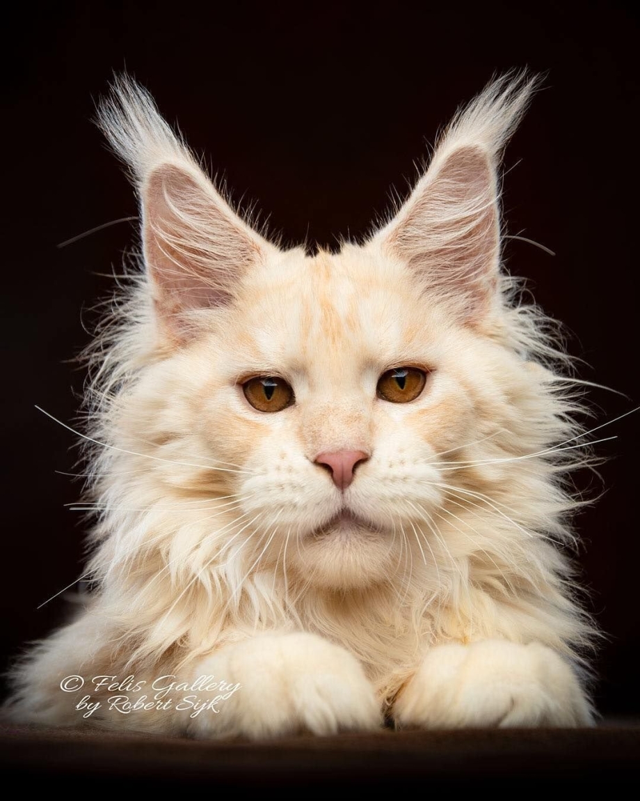 Мейнкун кот