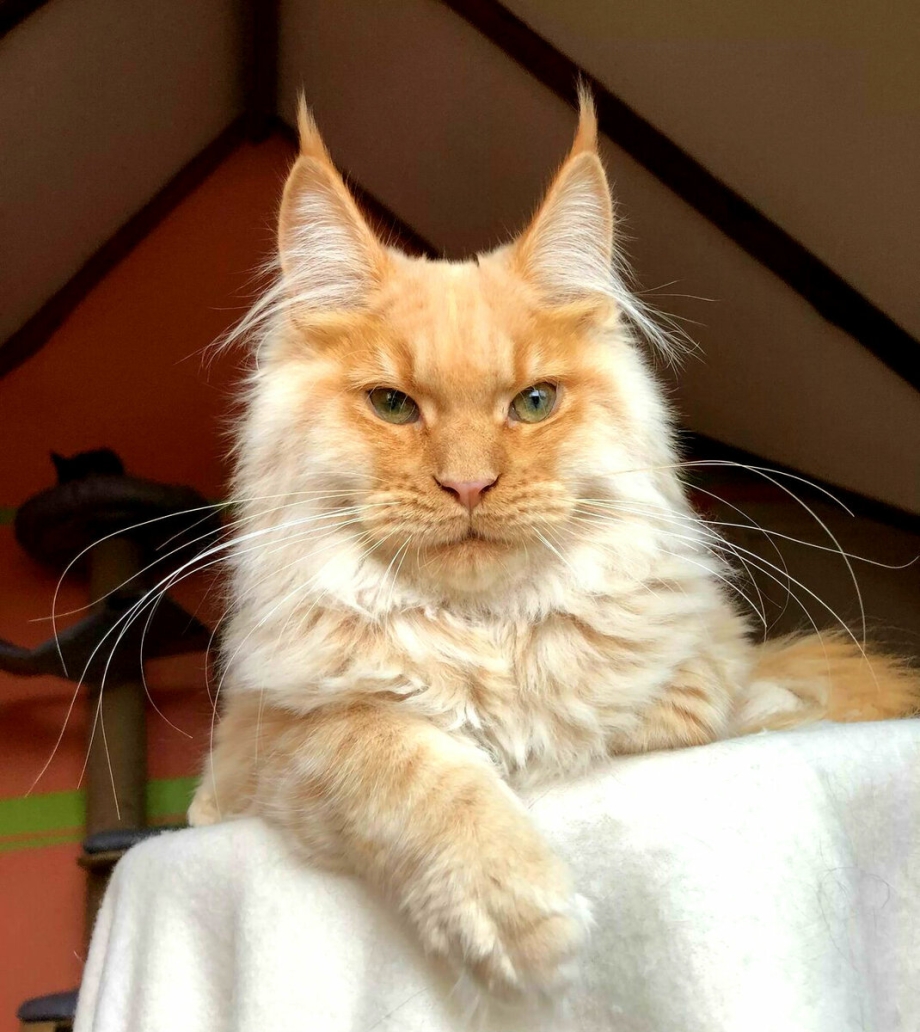 Кот Мейн кун