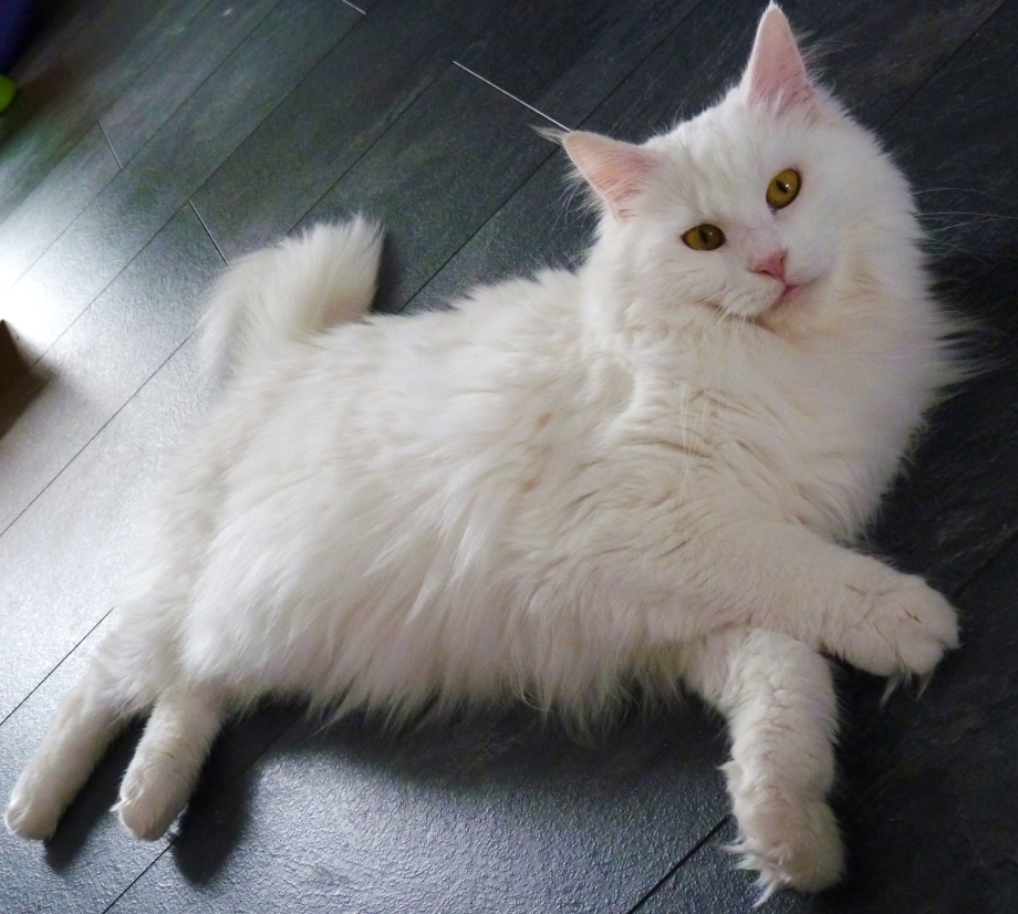 Белая кошка Мейн кун