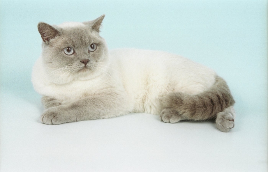 Сиамский котенок смесь