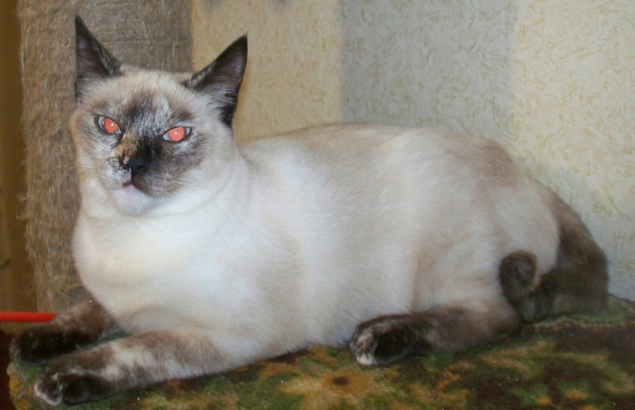Тайская кошка табби Пойнт