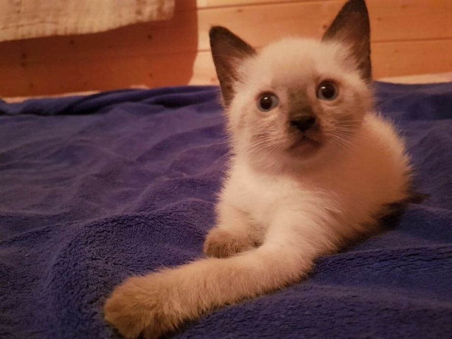 Шотландская кошка колор Пойнт