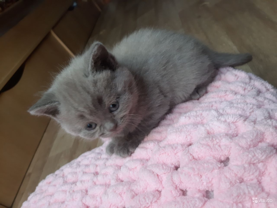 Тайская кошка колор Пойнт