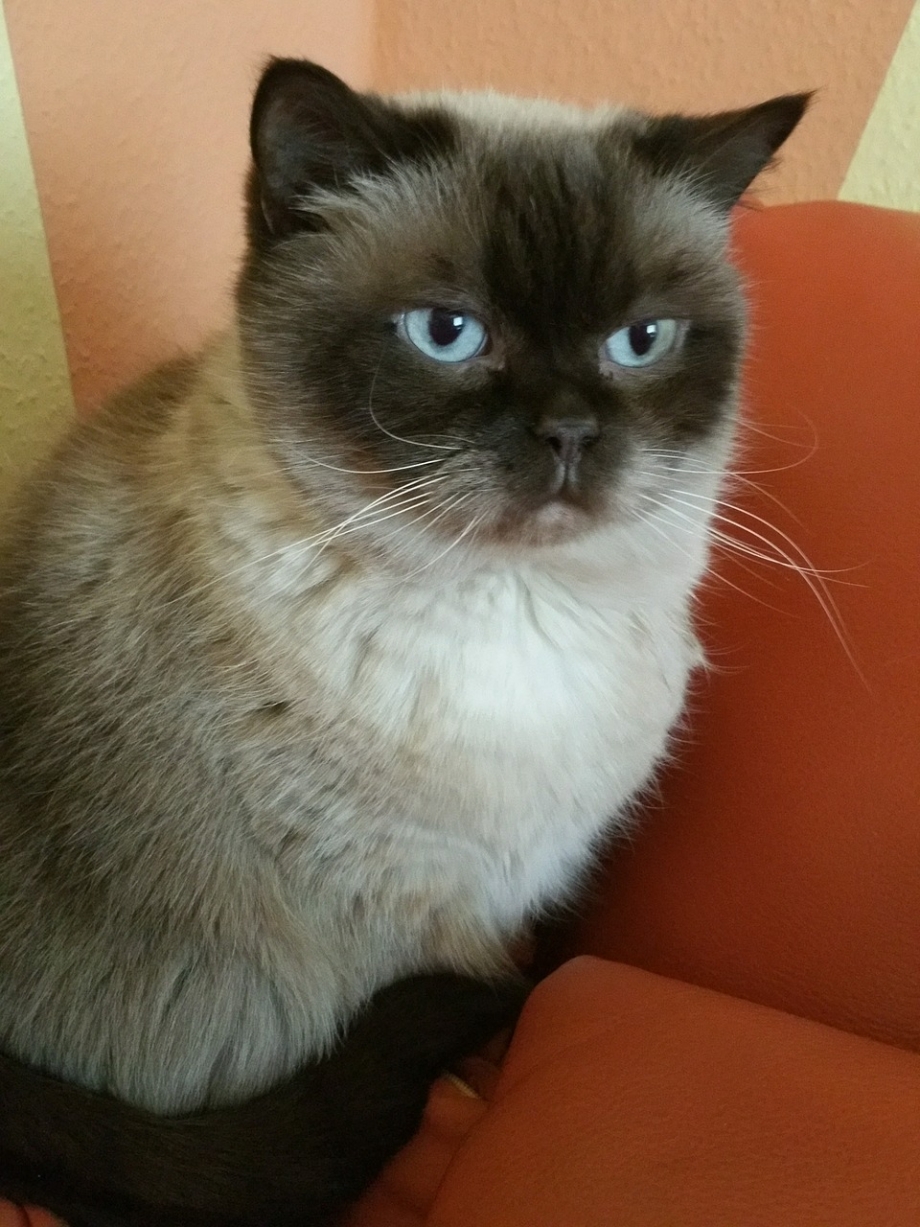 Кот метис сиамской кошки