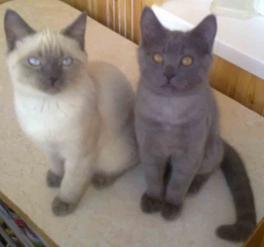 Кошки колор Пойнт породы