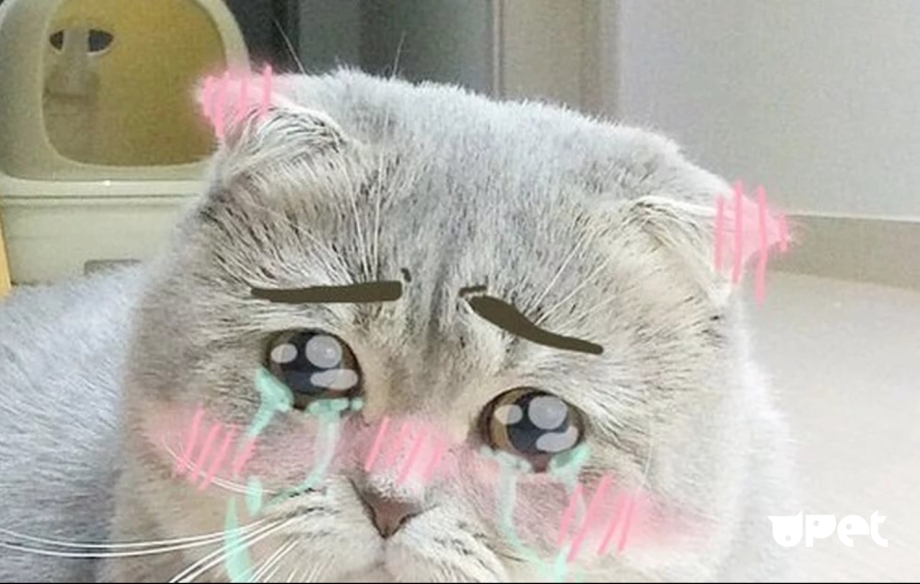 Милый котик плачет