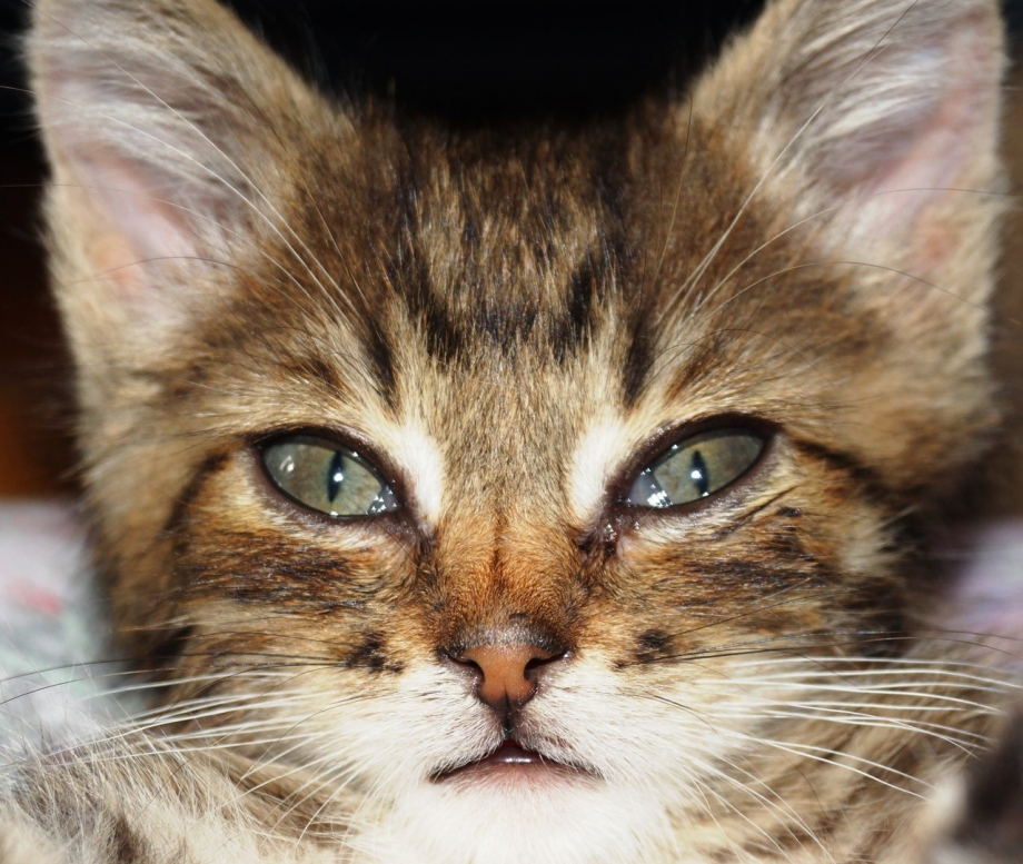 Плачущий котик