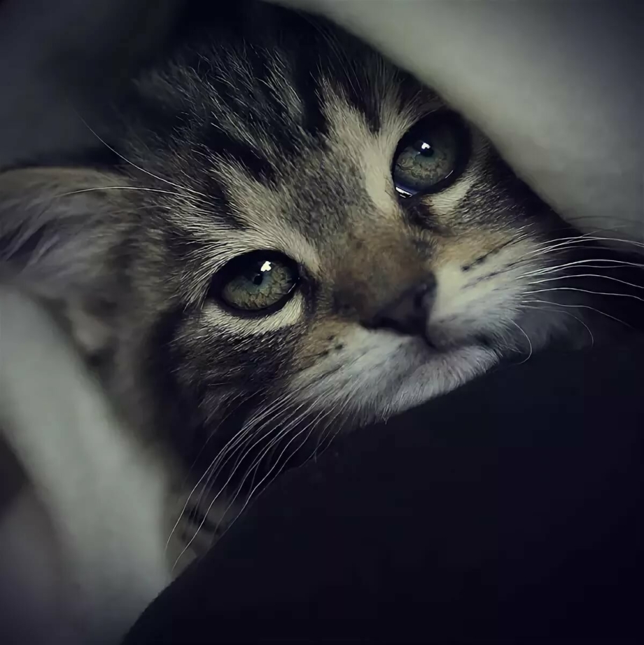 Грустная кошечка