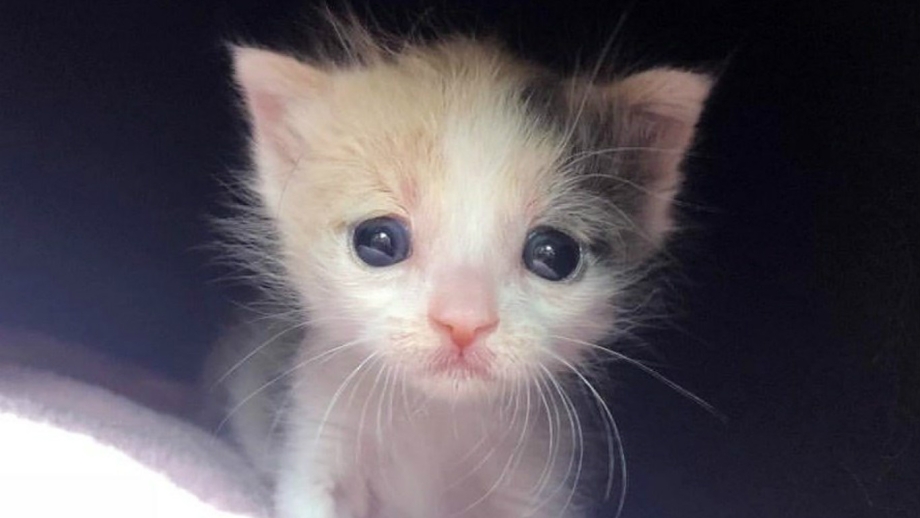 Маленький Плачущий котенок