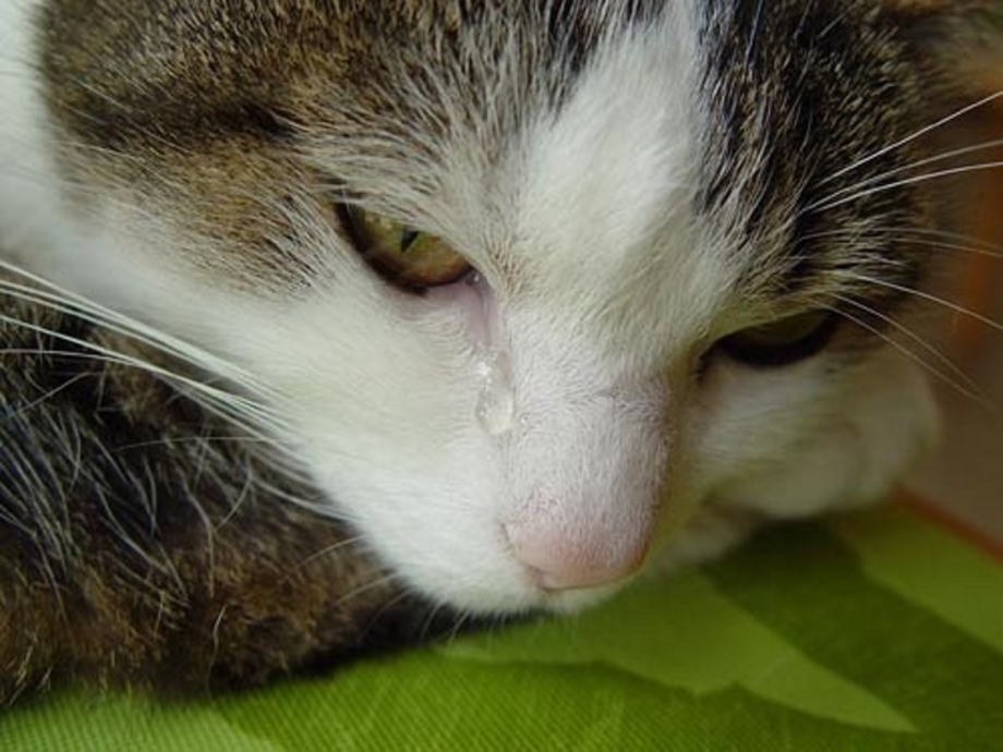 Котенок со слезами