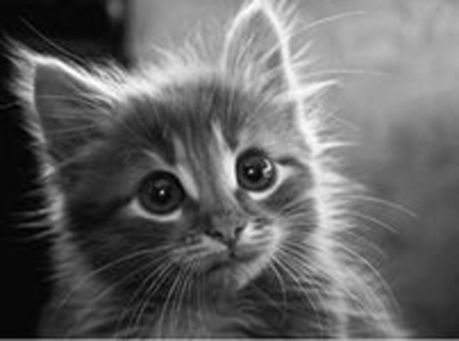 Котенок плачет