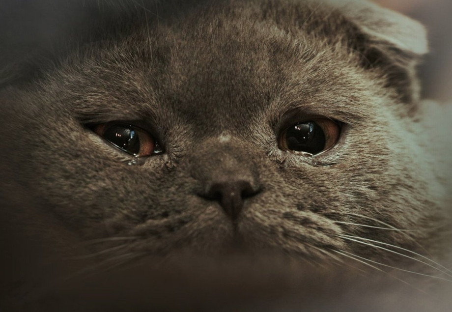 Грустный Плачущий кот