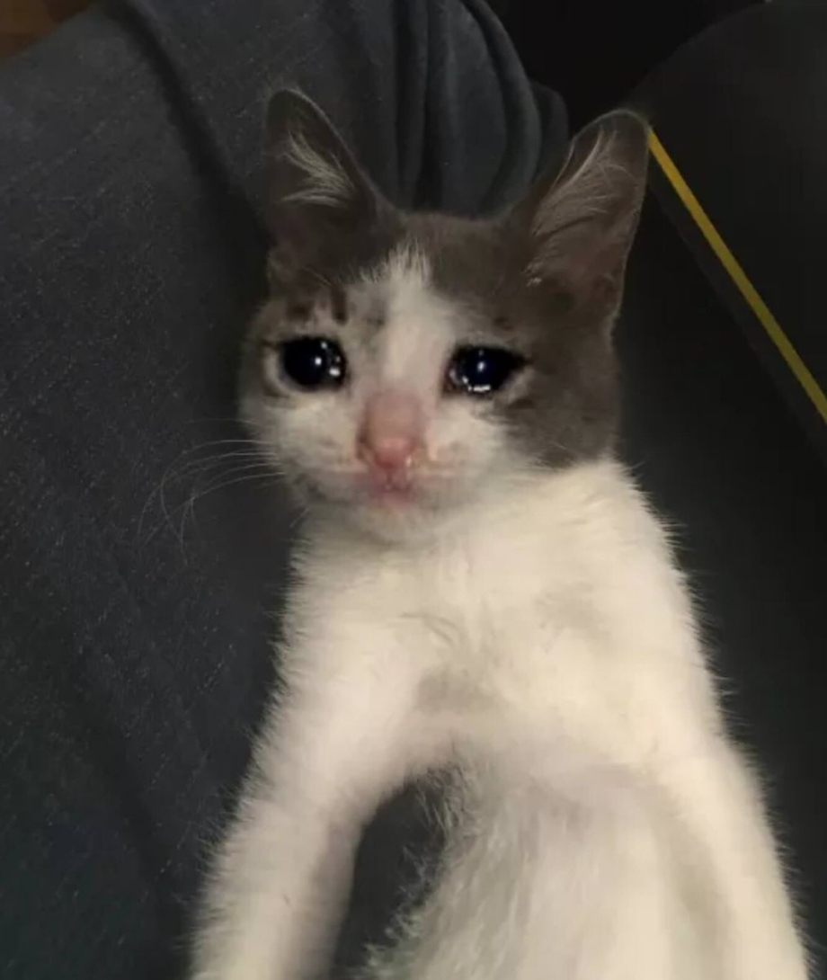 Кот плачет
