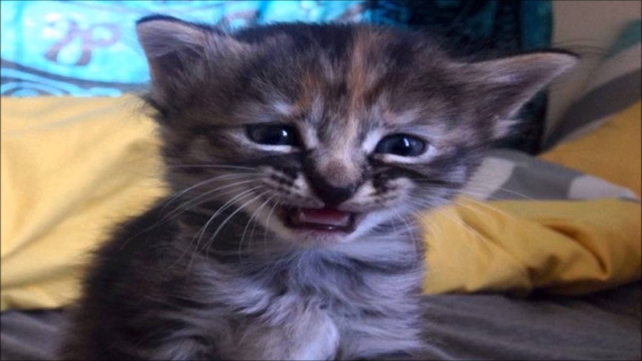 Плачущий котенок