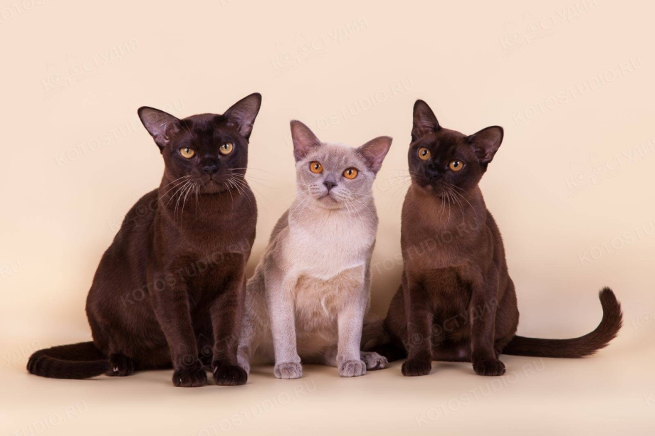 Бурманская котенок