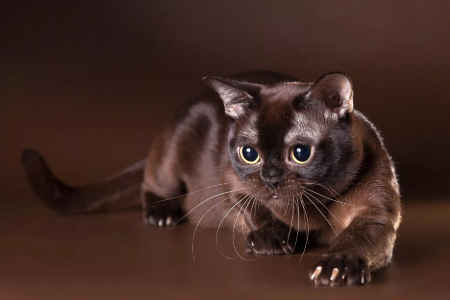 Европейская Бурманская кошка