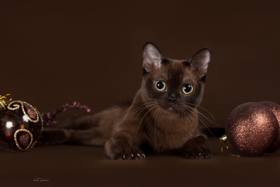 Кот Бурма