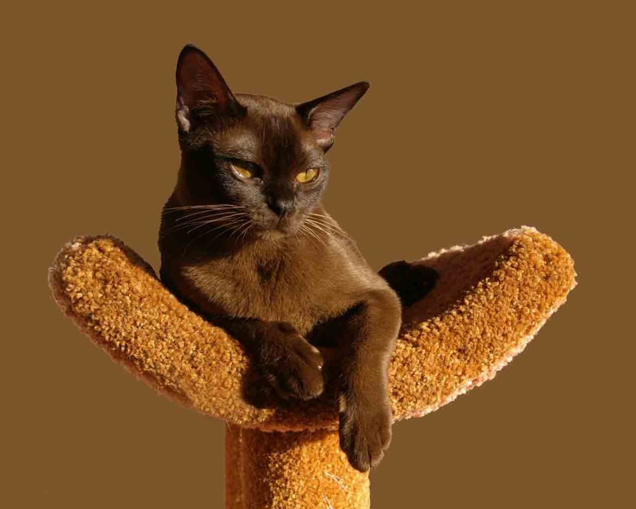 Бурманская кошка