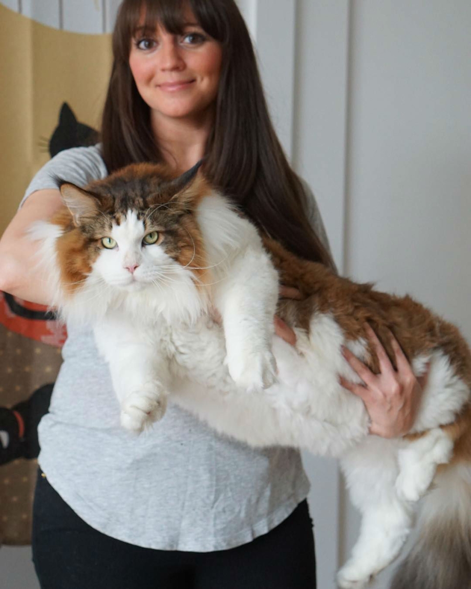 Кот Самсон Мейн кун