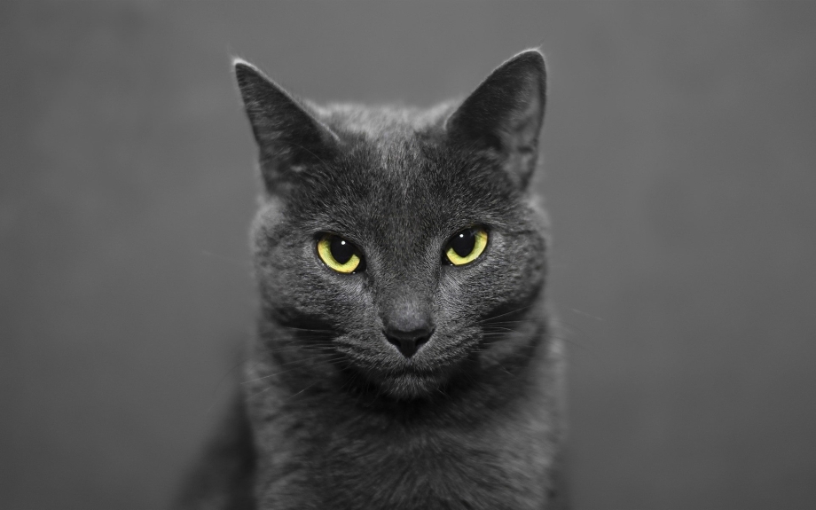 Русская голубая кошка черная