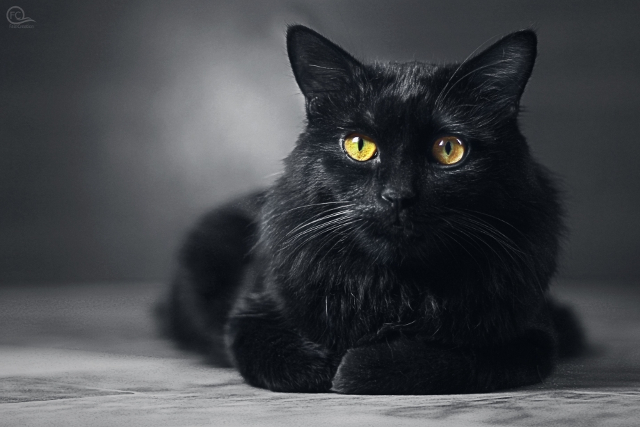 Красивый черный кот