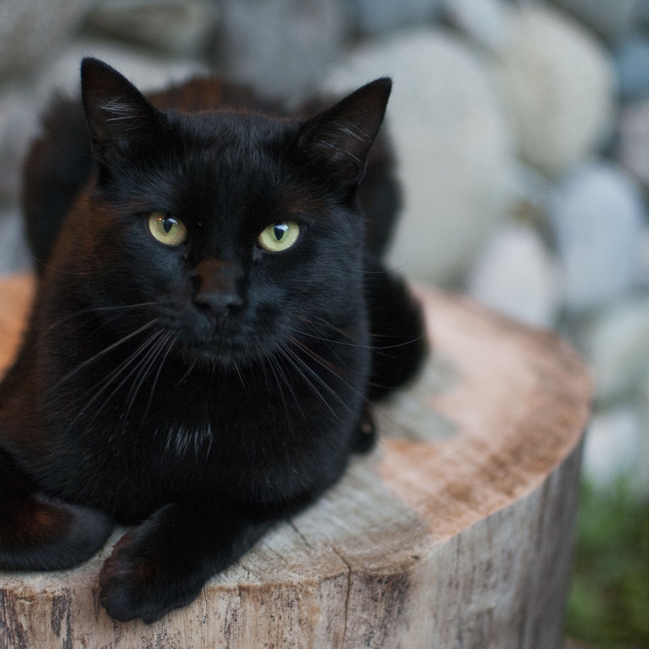 Катя Корат