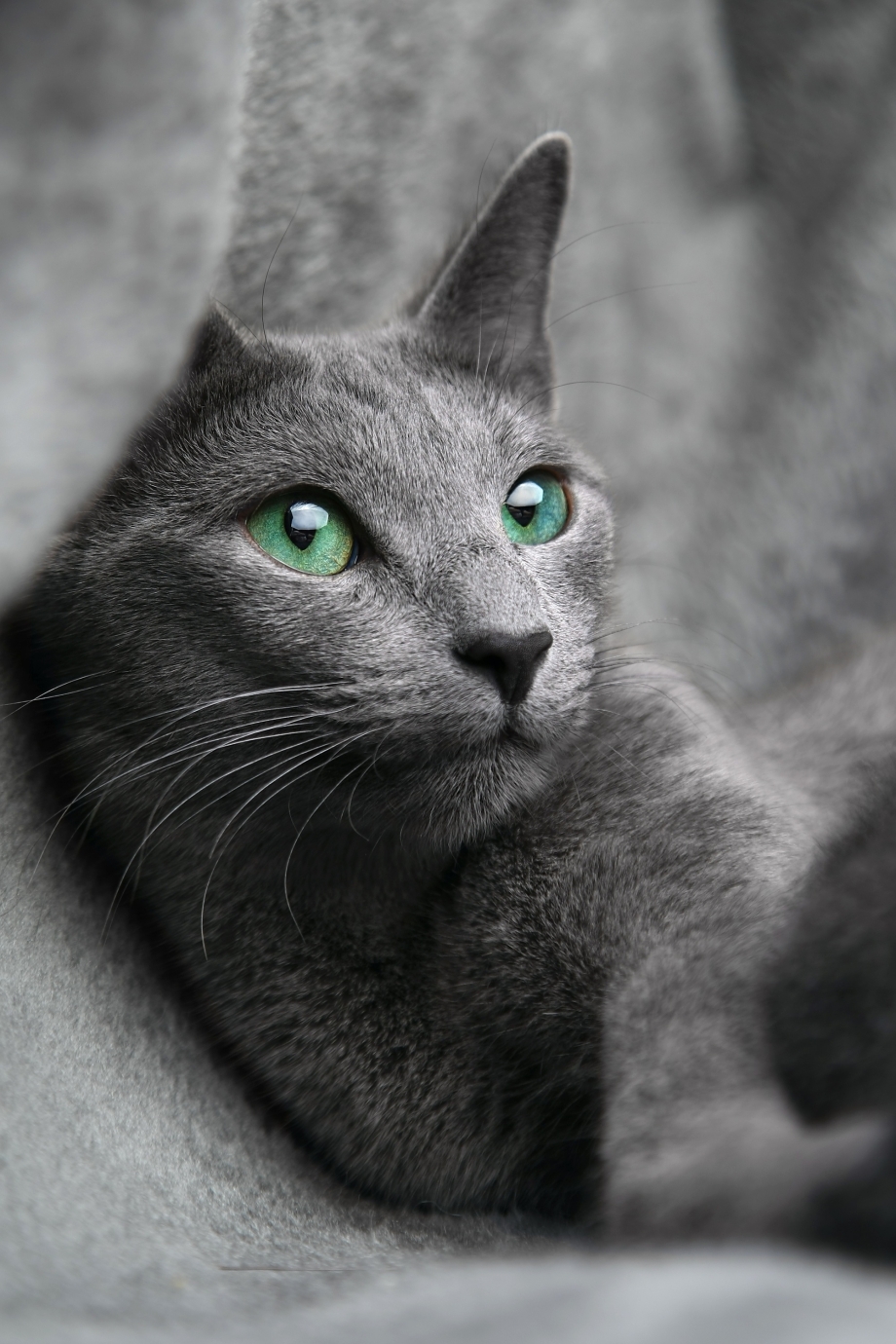 Кот Корат