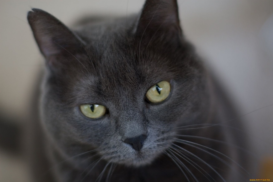 Зеленая кошка