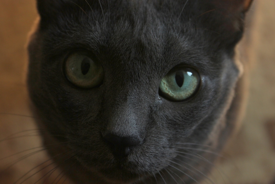 Черная кошка
