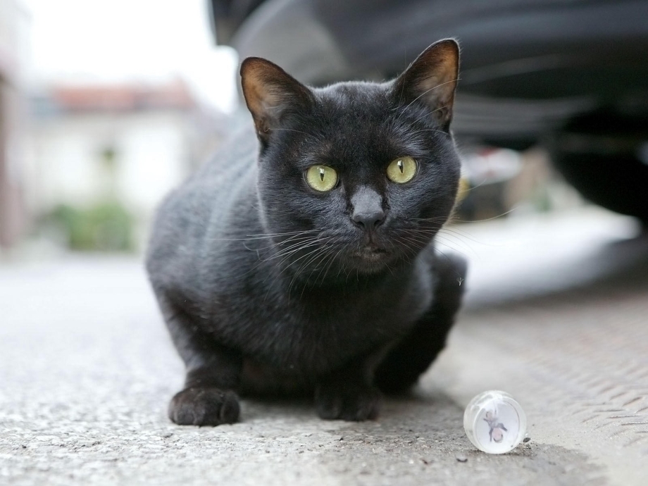 Черная кошка
