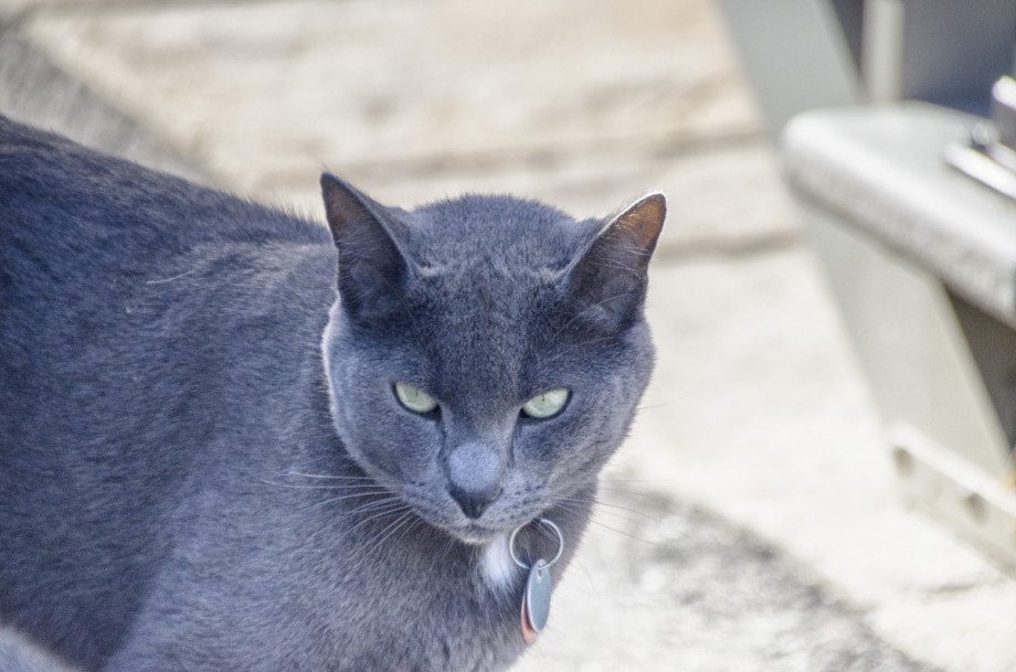 Русская голубая кот