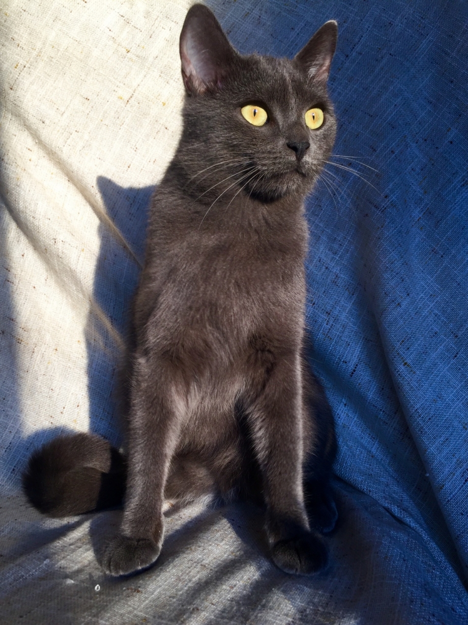Кошка серая