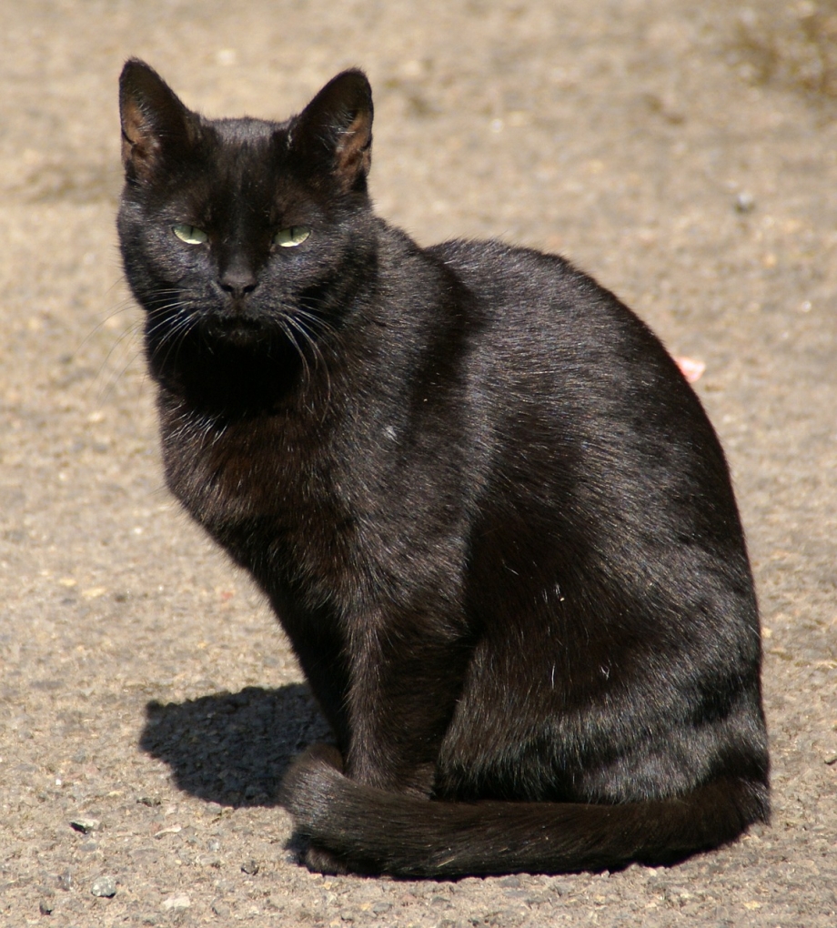 Кот серый