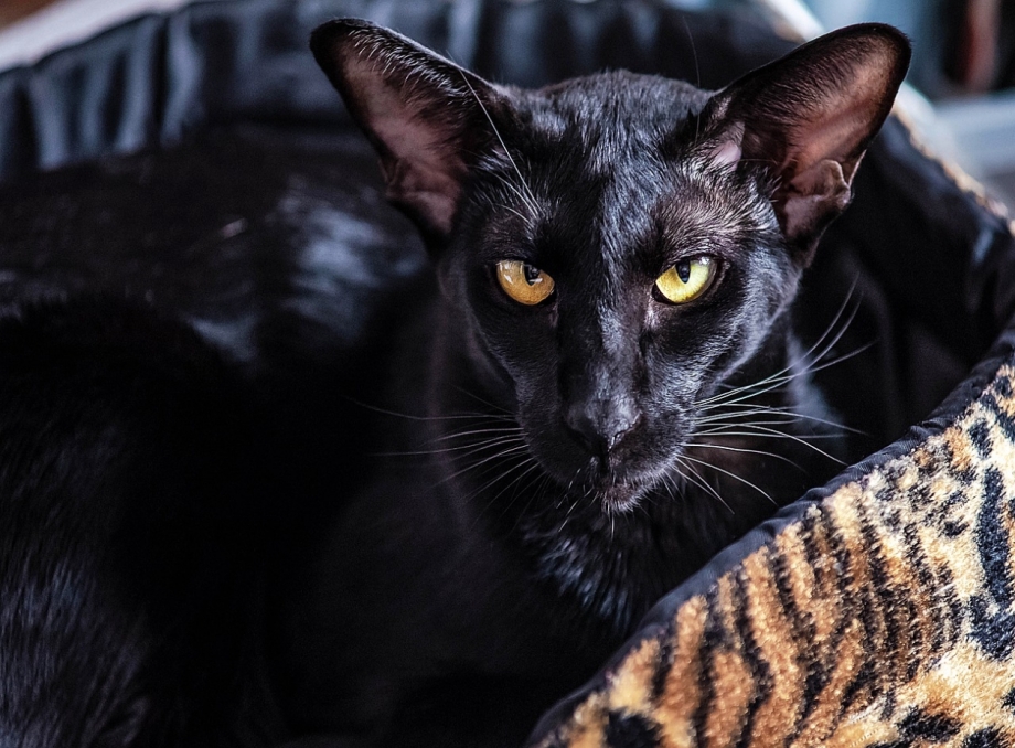 Кот Корат черный