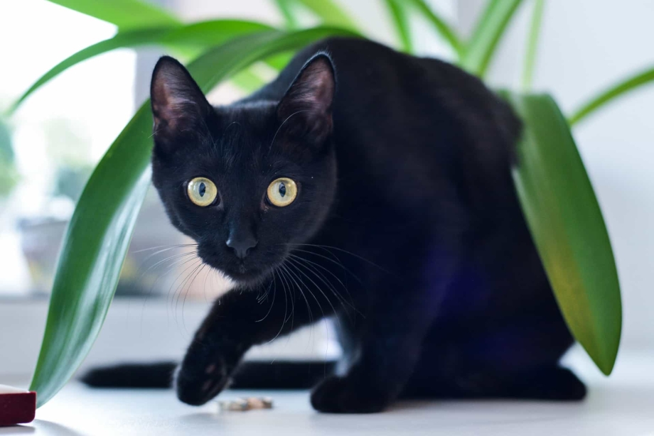 Черная кошка