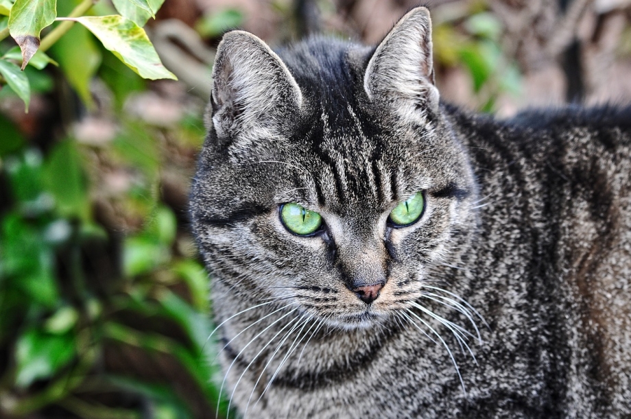 Сиамская кошка