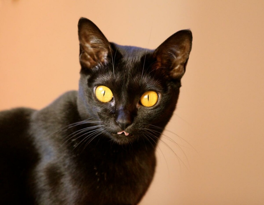 Черные коты