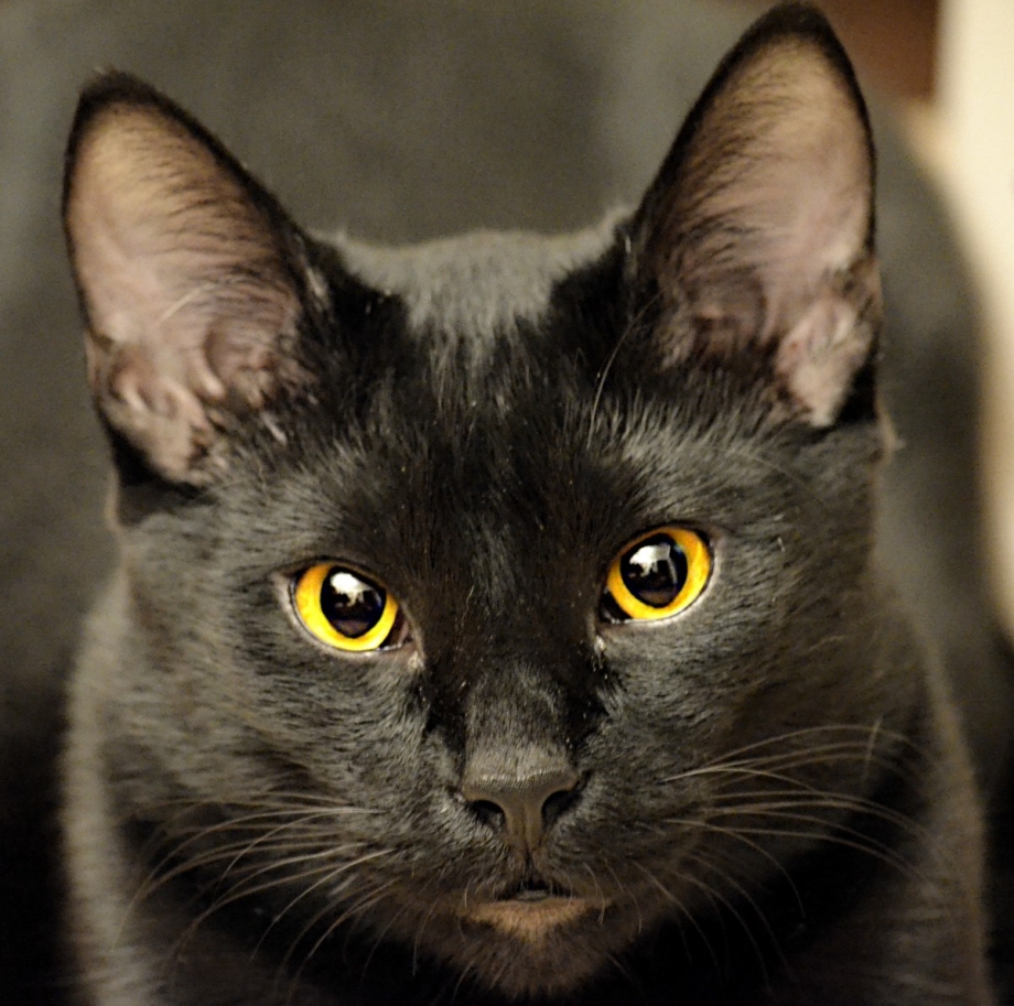 Черная кошка