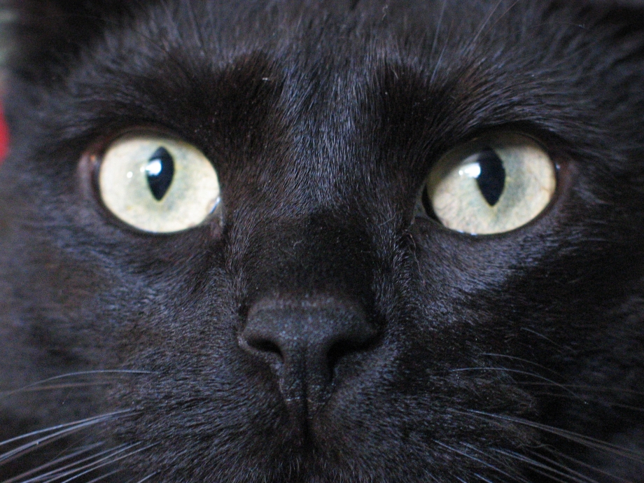 Сиамская кошка