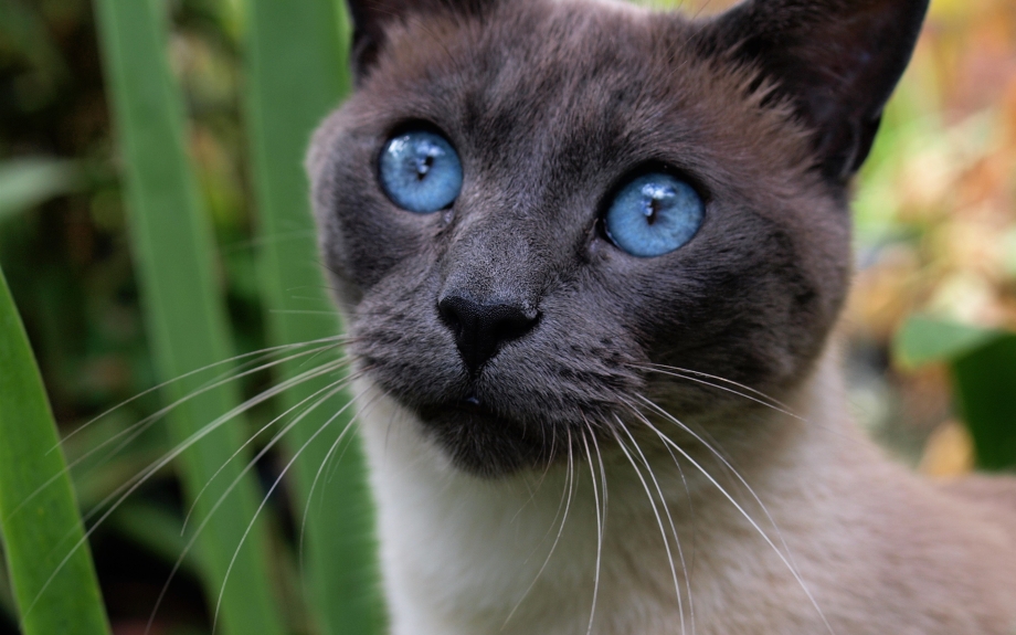 Бомбейская кошка
