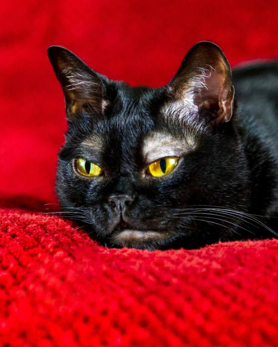 Сиамская кошка
